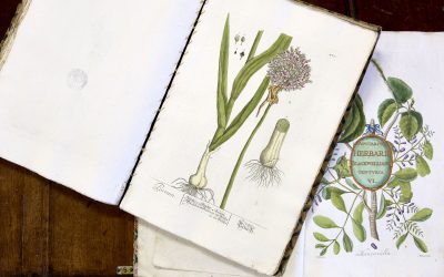 Herbarium Blackwellianum